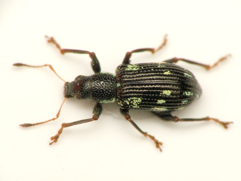 Polydrusus (Polydrusus) picus (Fabricius, 1792)